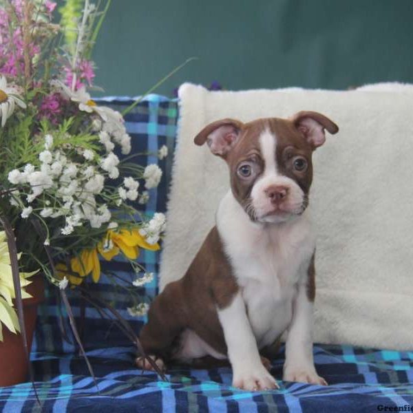 Patrick, Boston Terrier Puppy