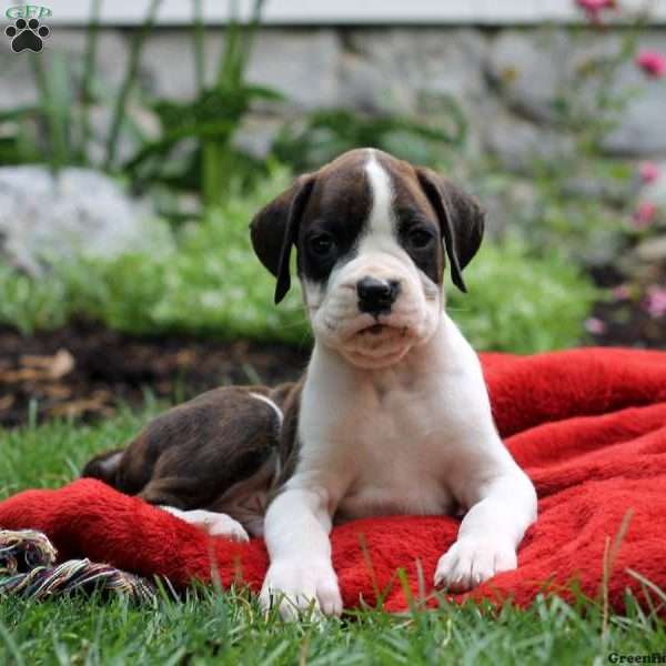 Patrick, Boxer Puppy