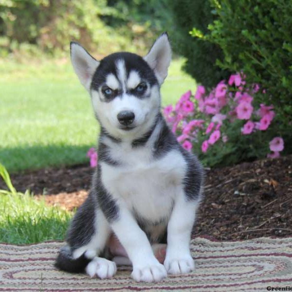 Patrick, Siberian Husky Puppy