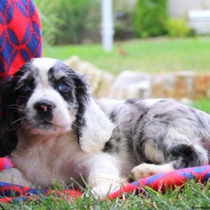 Patrick, Cocker Spaniel Puppy