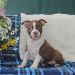 Patrick, Boston Terrier Puppy