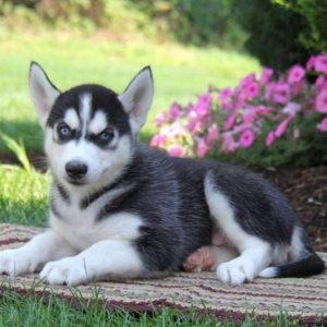 Patrick, Siberian Husky Puppy