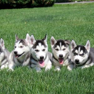 Patrick, Siberian Husky Puppy