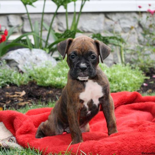 Paulie, Boxer Puppy