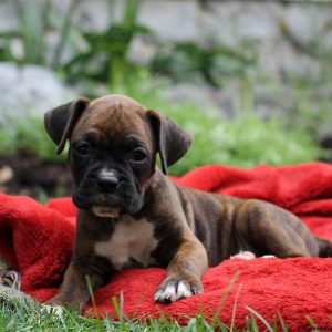 Paulie, Boxer Puppy