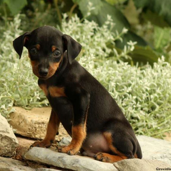 Paxton, Miniature Pinscher Puppy