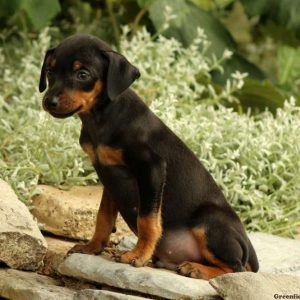 Paxton, Miniature Pinscher Puppy