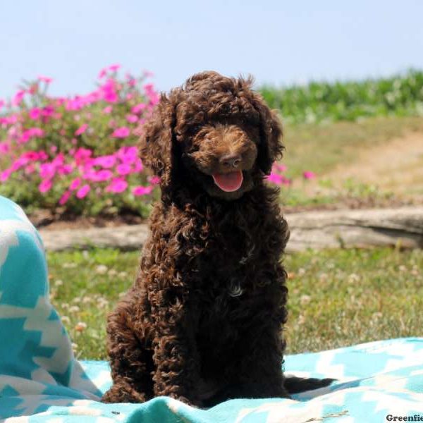 Payton, Goldendoodle Puppy