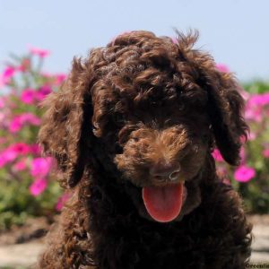 Payton, Goldendoodle Puppy