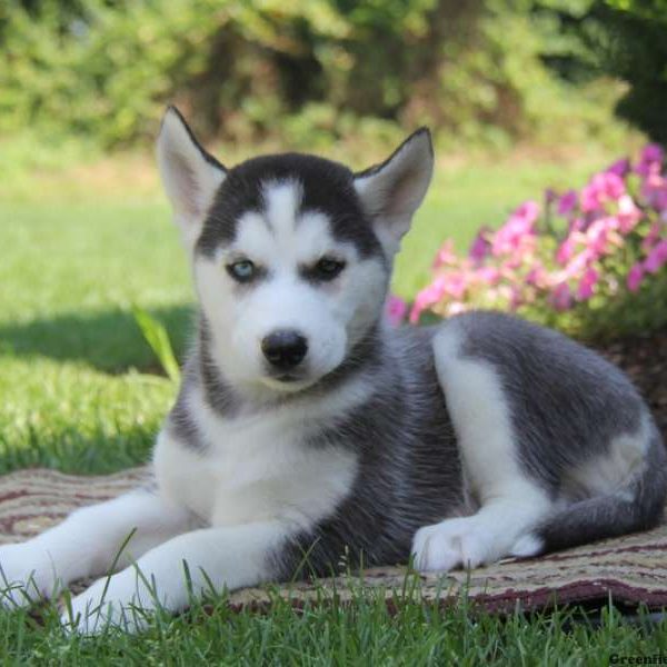 Peaches, Siberian Husky Puppy