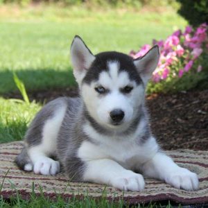 Peaches, Siberian Husky Puppy