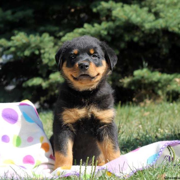 Peacock, Rottweiler Puppy