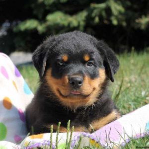 Peacock, Rottweiler Puppy