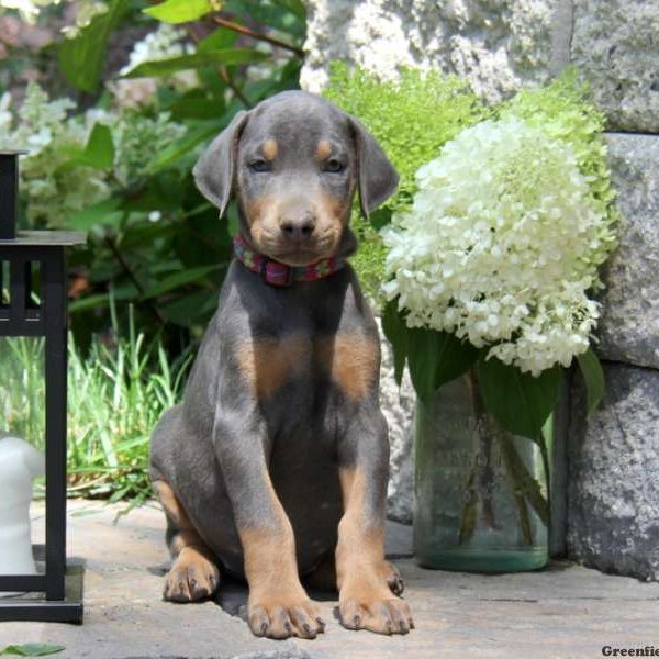 Peanut, Doberman Pinscher Puppy