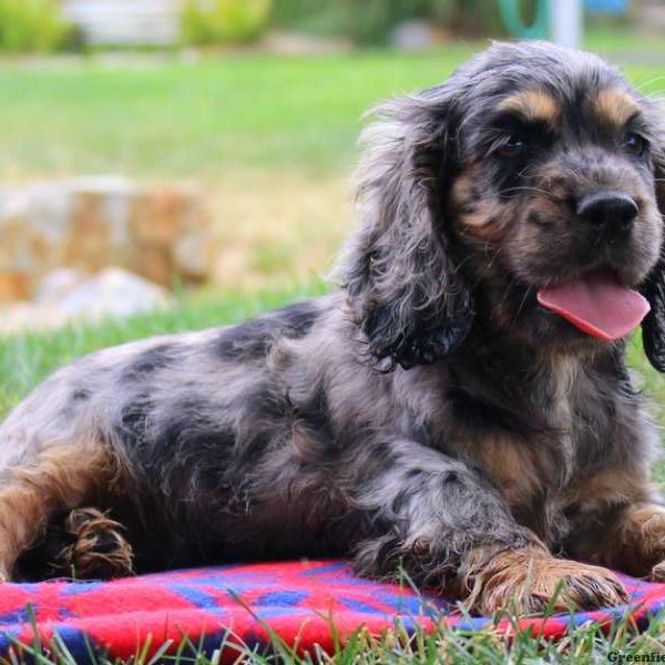 Peanut, Cocker Spaniel Puppy