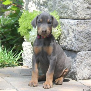 Peanut, Doberman Pinscher Puppy