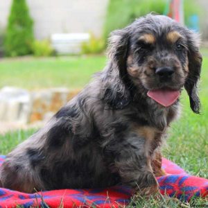 Peanut, Cocker Spaniel Puppy