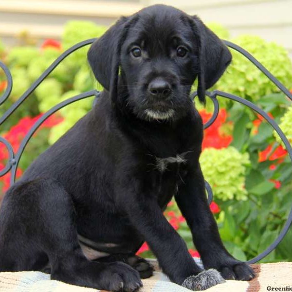 Pearl, Golden Retriever Mix Puppy