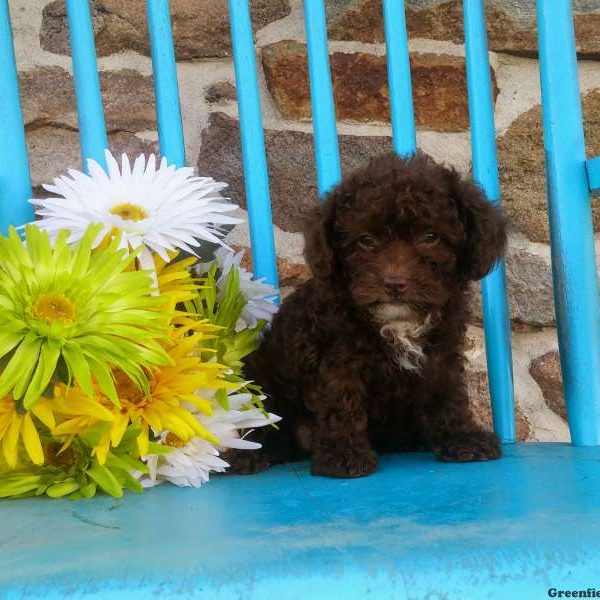 Pearl, Toy Poodle Puppy