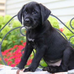 Pearl, Golden Retriever Mix Puppy