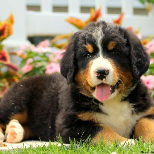 Pearly, Bernese Mountain Dog Puppy