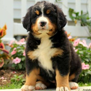 Pearly, Bernese Mountain Dog Puppy