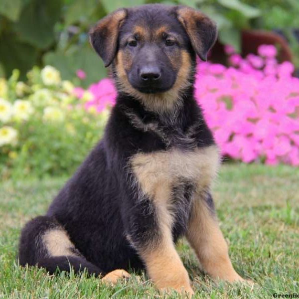 Peggy, German Shepherd Puppy