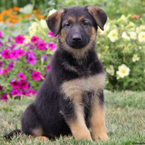 Peggy, German Shepherd Puppy