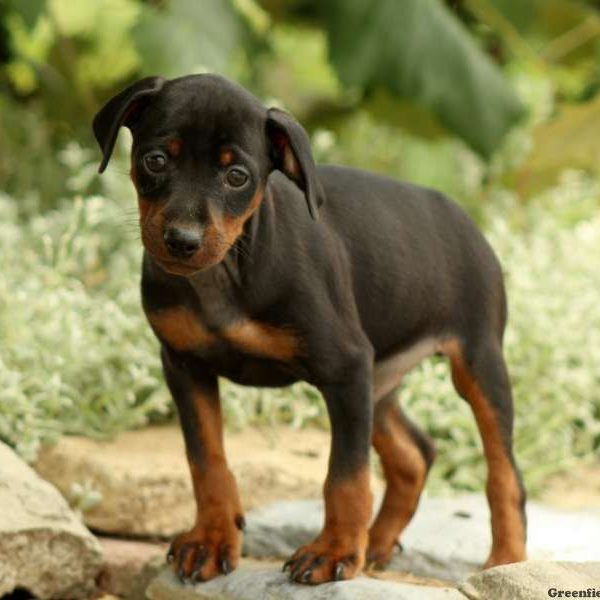 Pemberly, Miniature Pinscher Puppy