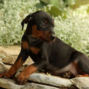 Pemberly, Miniature Pinscher Puppy