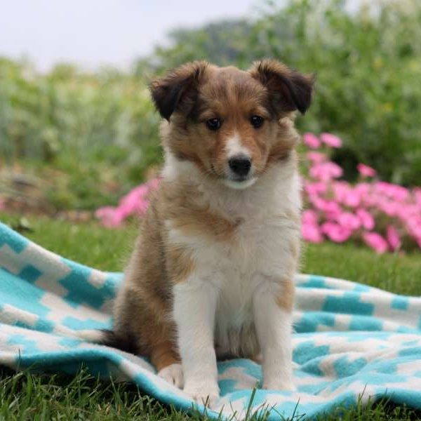 Penelope, Shetland Sheepdog Puppy