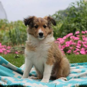 Penelope, Shetland Sheepdog Puppy