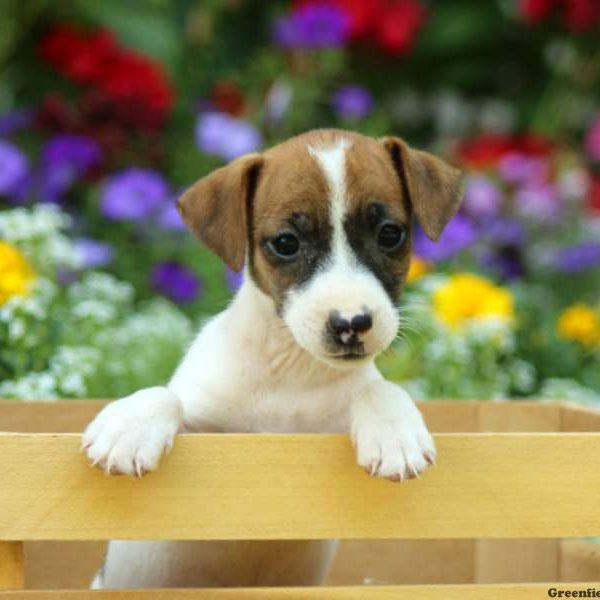 Penny, Jack Russell Terrier Puppy