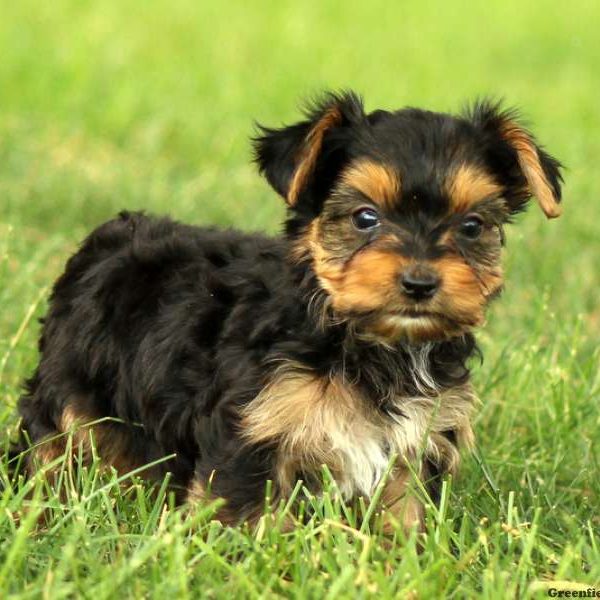 Penny, Yorkshire Terrier Puppy