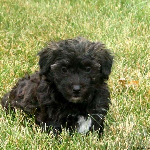 Penny, Yorkie-Poo Puppy