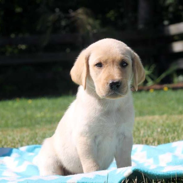 Penny, Labby Dabby Doo Puppy