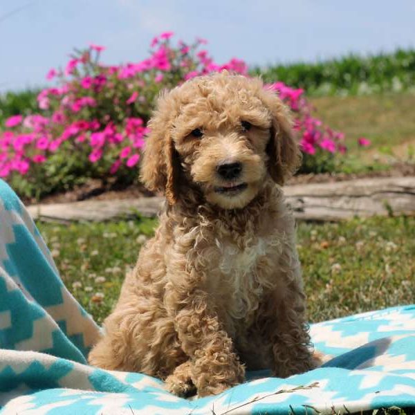 Penny, Goldendoodle Puppy