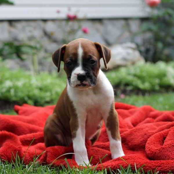 Penny, Boxer Puppy