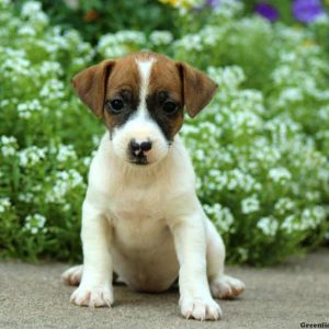 Penny, Jack Russell Terrier Puppy