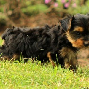 Penny, Yorkshire Terrier Puppy