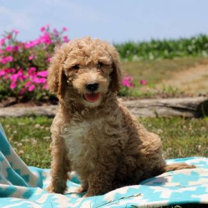 Penny, Goldendoodle Puppy