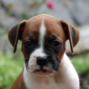 Penny, Boxer Puppy