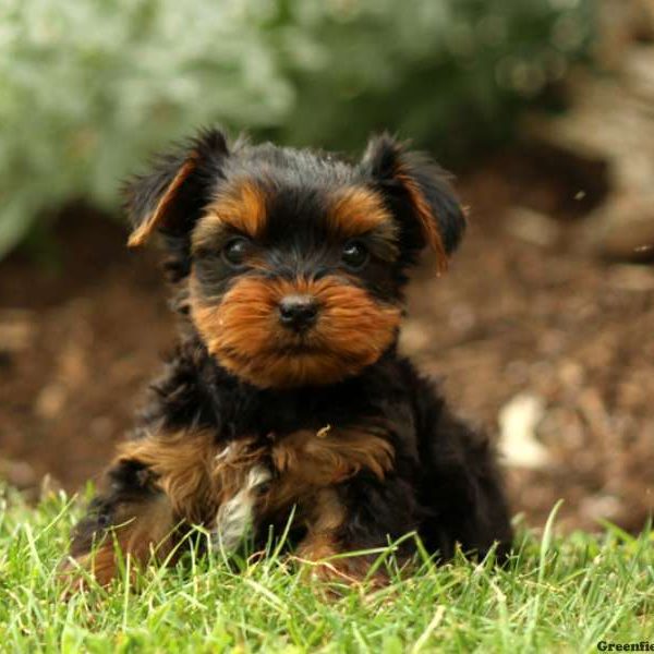 Pepper, Yorkshire Terrier Puppy