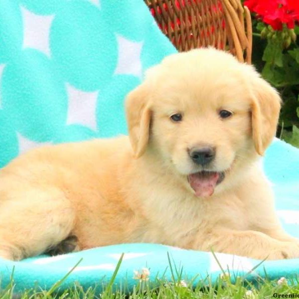 Pepper, Golden Retriever Puppy