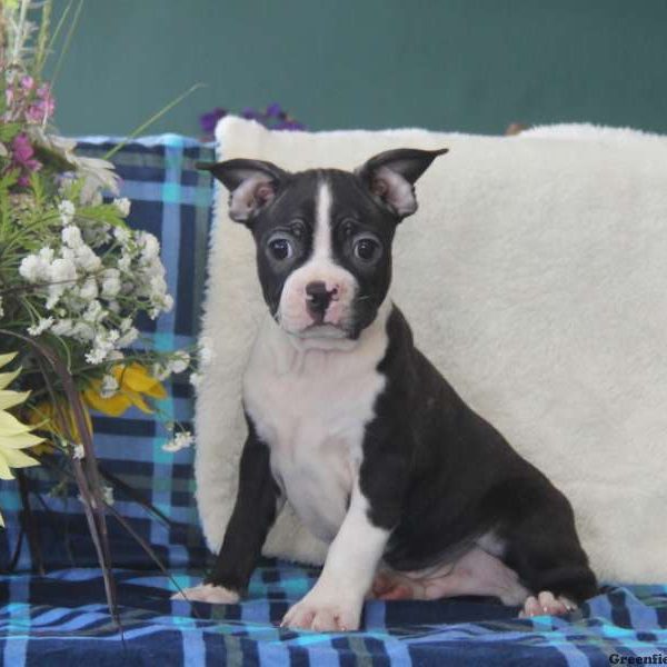 Pepper, Boston Terrier Puppy