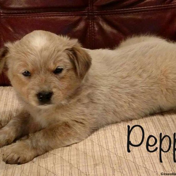 Pepper, Blue Heeler – Australian Cattle Dog Puppy