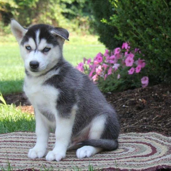 Pepper, Siberian Husky Puppy