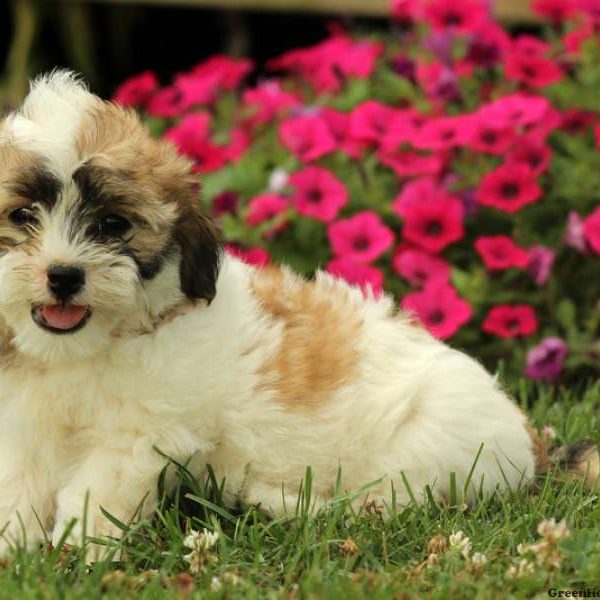 Pepper, Shichon / Teddy Bear Puppy