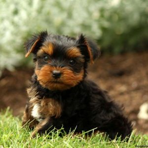 Pepper, Yorkshire Terrier Puppy