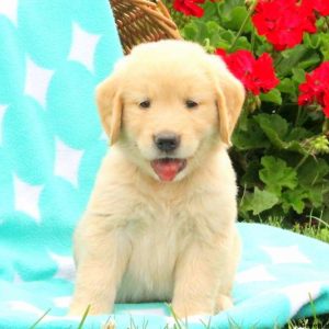 Pepper, Golden Retriever Puppy